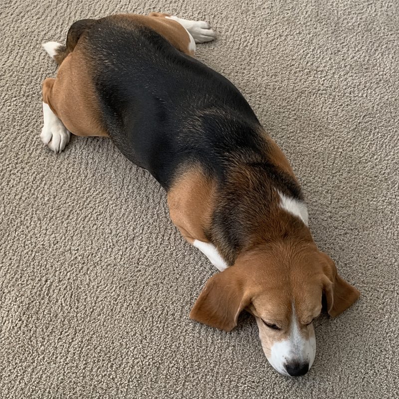 A dog photographed from above while lying down